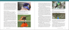 The Hummingbird Handbook: Everything You Need to Know about These Fascinating Birds - We Love Hummingbirds