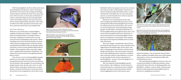 The Hummingbird Handbook: Everything You Need to Know about These Fascinating Birds - We Love Hummingbirds