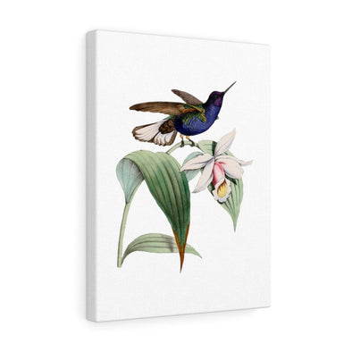 Velvet Purple Coronet Hummingbird Wall Art Decor - We Love Hummingbirds