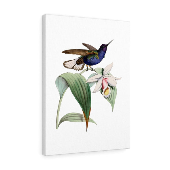 Velvet Purple Coronet Hummingbird Wall Art Decor - We Love Hummingbirds